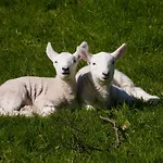 Panzió May Cottage B&B 3*